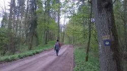 Las w kierunku Słoszew