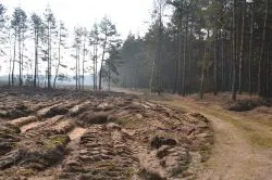 Szlakiem św. Jakuba (X)