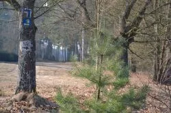Szlakiem św. Jakuba (X)