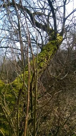 Szlakiem św. Jakuba (X)