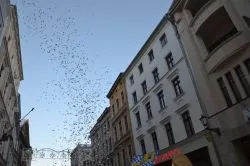 Orszak Trzech Króli w Toruniu cz. 2