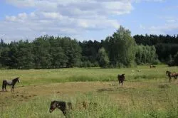 Grupa Zielona w drodze na Jasną Górę - cz. 2