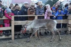 Orszak Trzech Króli w Golubiu-Dobrzyniu