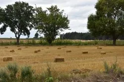 Piesza Pielgrzymka z Lubawy na Jasną Górę - 2019