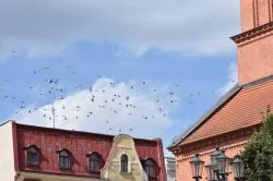 Święto Wojska Polskiego