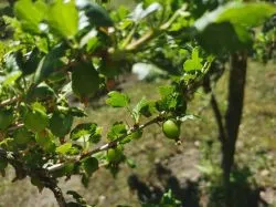 Święty Izydorze – wspieraj pracę rąk naszych!